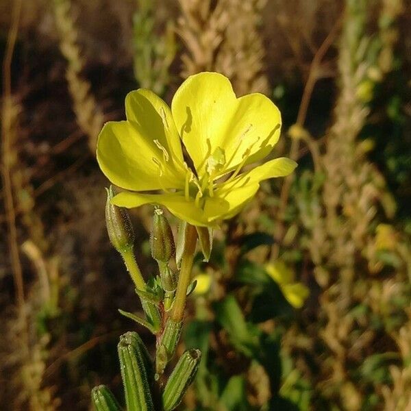 Oenothera biennis Kwiat