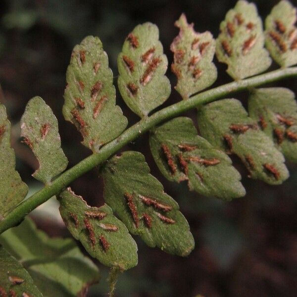 Asplenium barteri Ліст