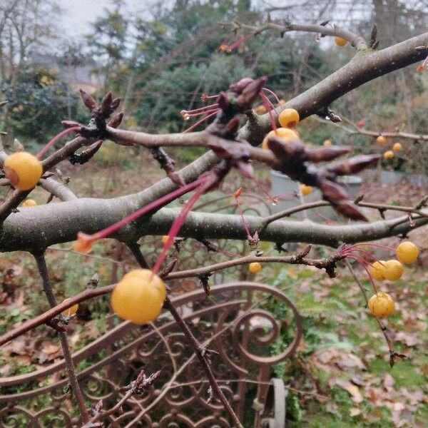 Malus toringo Meyve