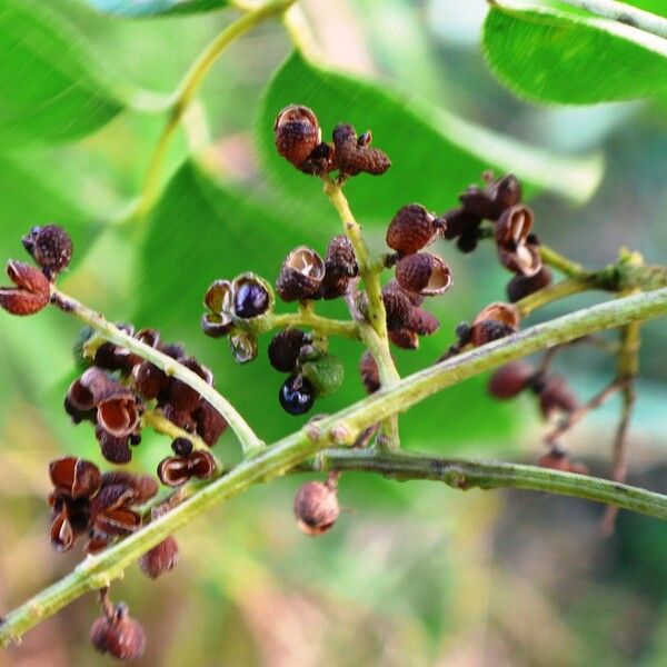 Zanthoxylum rhoifolium Fruit