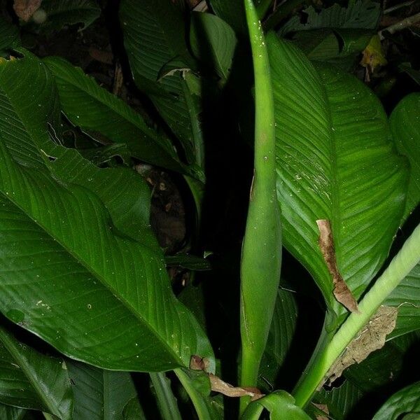 Dieffenbachia tonduzii Muu