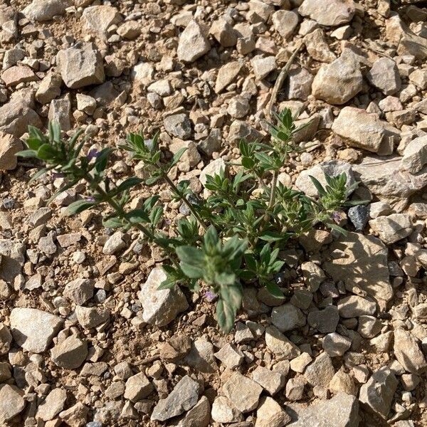 Clinopodium acinos Habitat