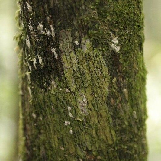 Duroia longiflora Casca