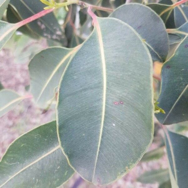 Eucalyptus viminalis Fulla