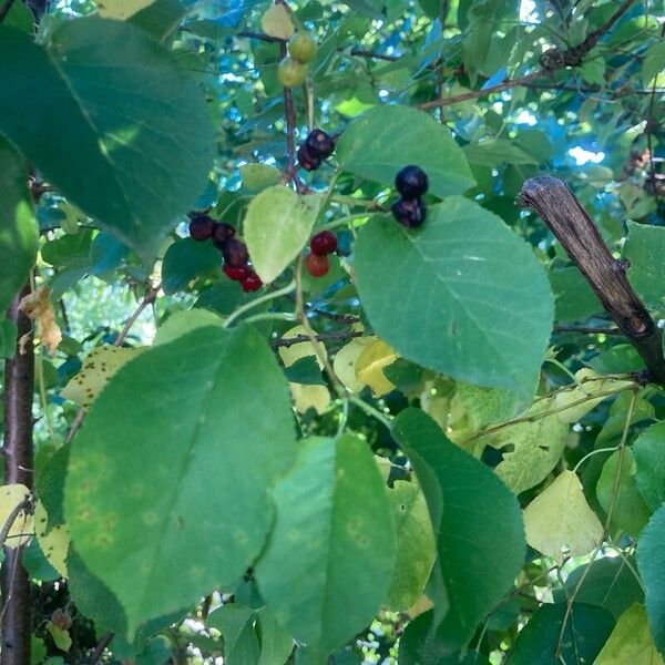 Prunus mahaleb Fruit