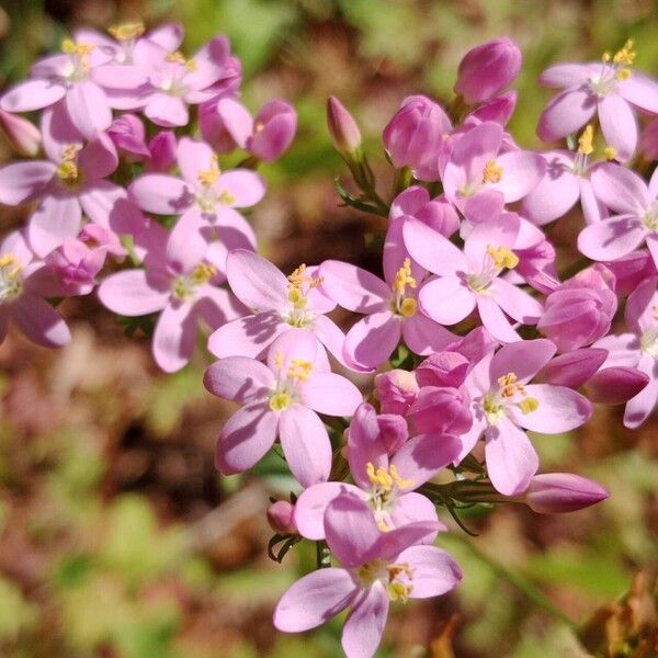 Centaurium erythraea Flor