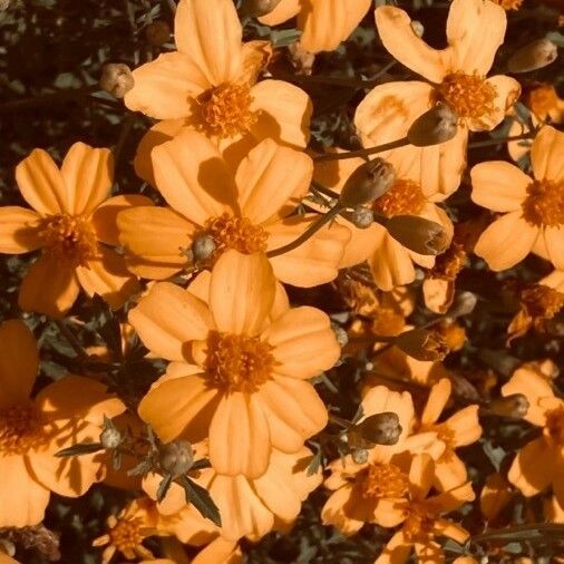 Tagetes lemmonii Blüte