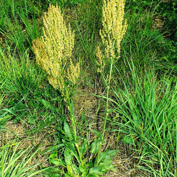 Rumex thyrsiflorus Hàbitat