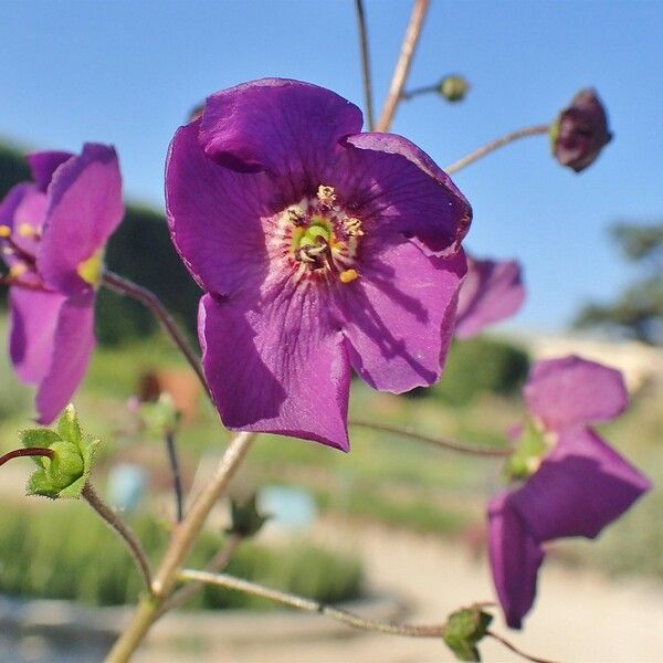 Verbascum phoeniceum 花