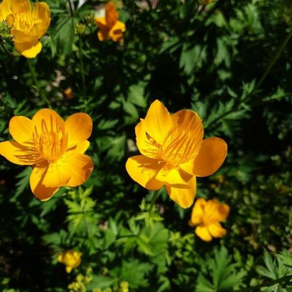 Trollius chinensis Çiçek