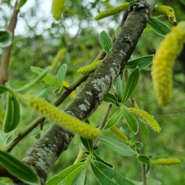 Salix triandra چھال