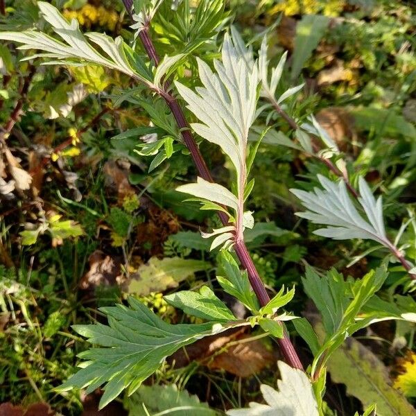 Artemisia vulgaris ᱥᱟᱠᱟᱢ