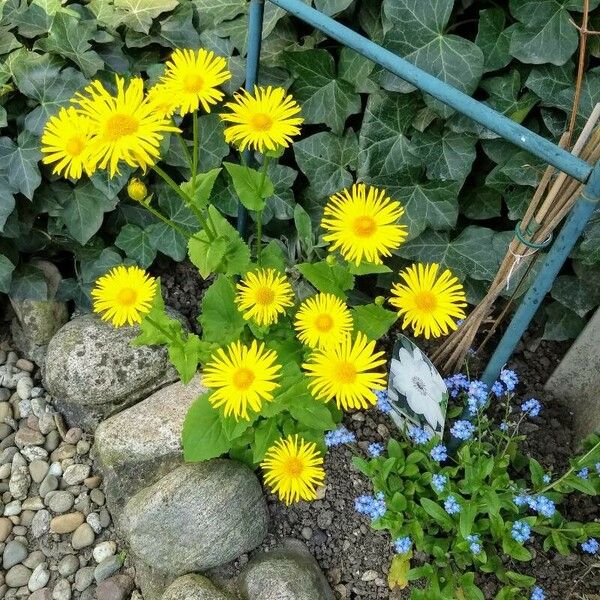 Doronicum orientale Flors