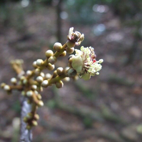 Symplocos arborea Blomma