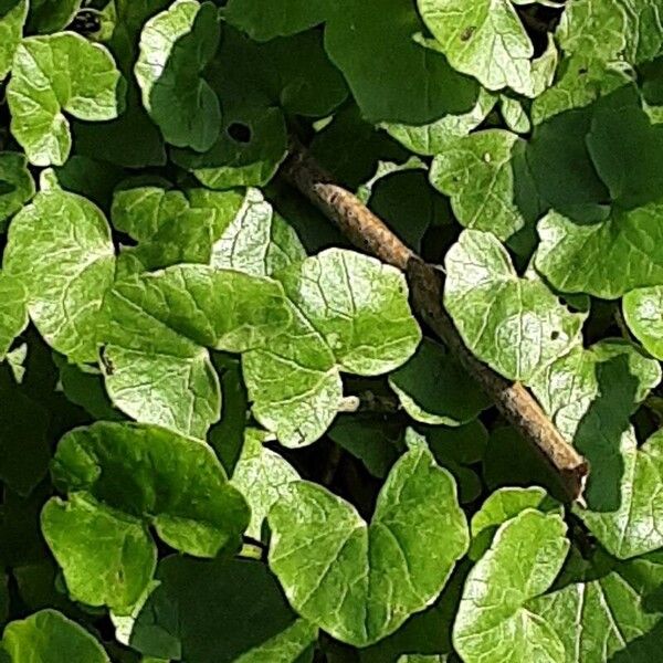 Centella asiatica Φύλλο