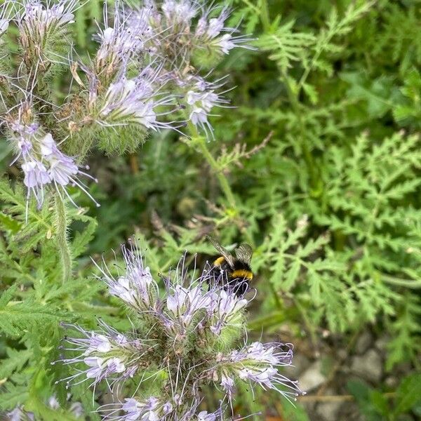 Phacelia tanacetifolia Kvet