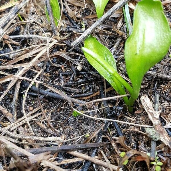 Ophioglossum azoricum Žiedas