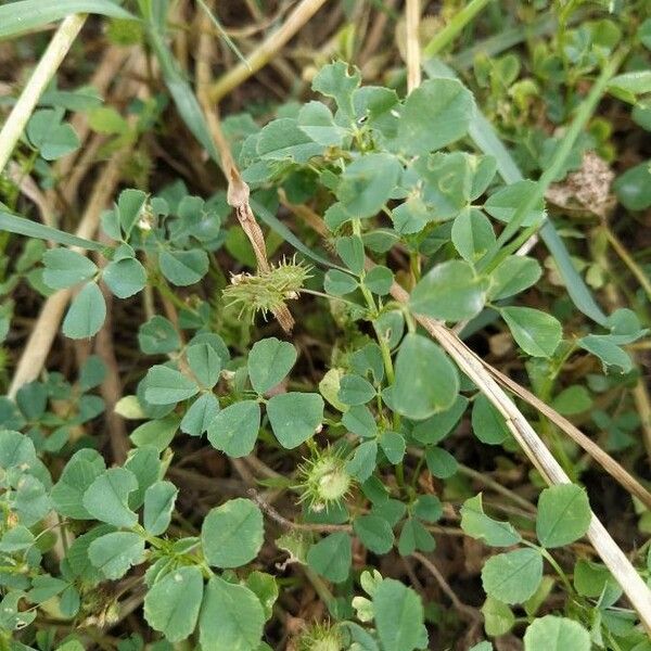 Medicago polymorpha Folla