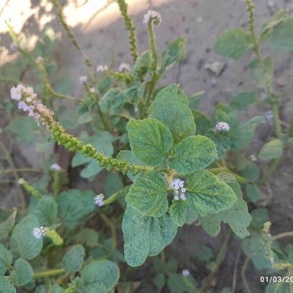 Heliotropium indicum Folha