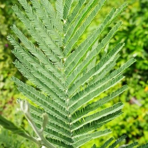 Acacia dealbata Folio