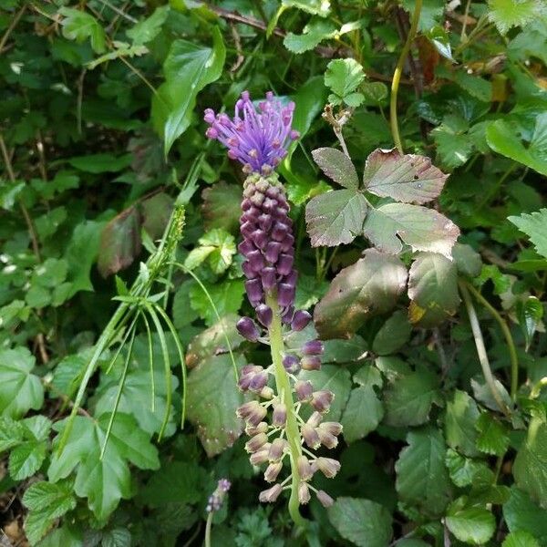 Muscari comosum Blomst