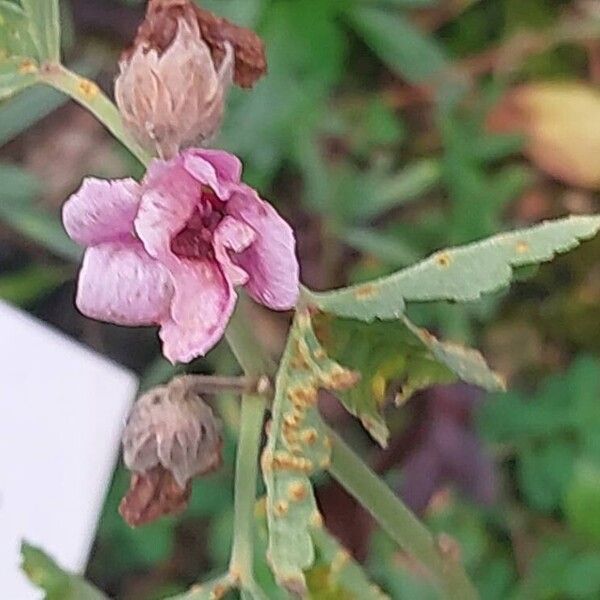 Althaea cannabina Lorea