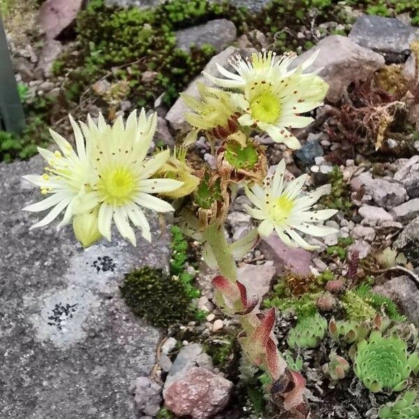 Sempervivum marmoreum Kvet