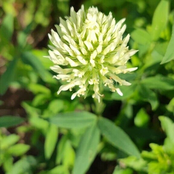 Trifolium pannonicum Fleur