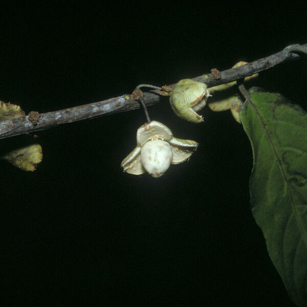 Casearia bicolor Vili