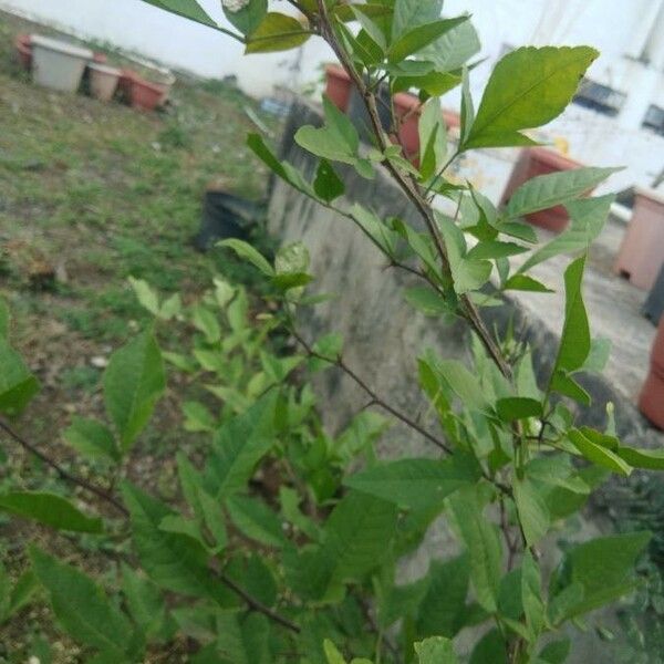 Aegle marmelos (Bila)