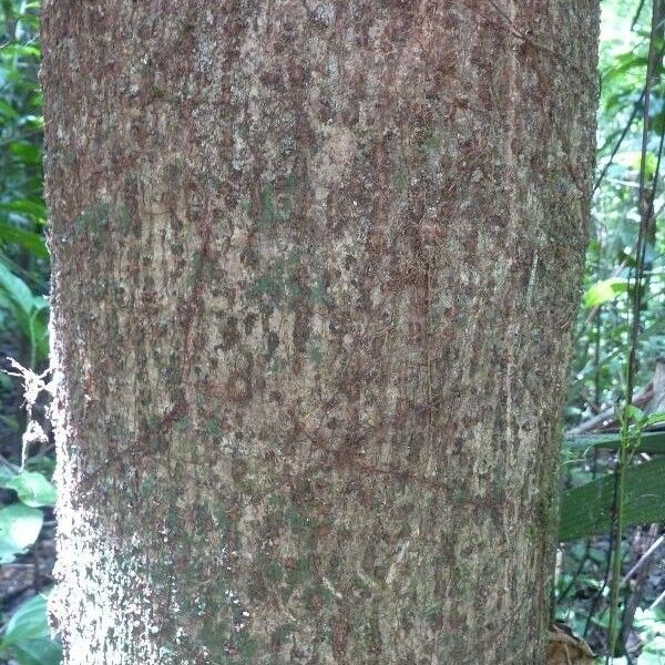 Casearia bicolor Schors