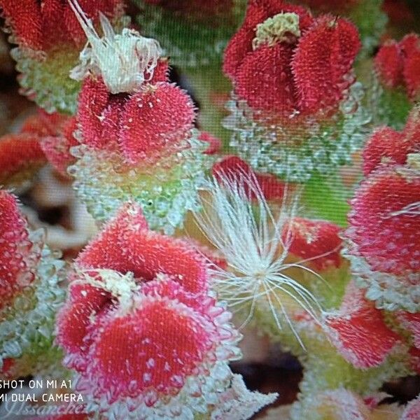 Mesembryanthemum crystallinum Flower