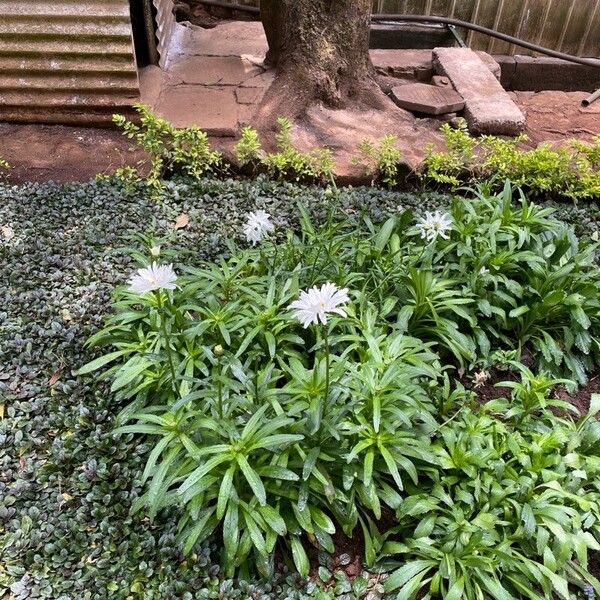 Leucanthemum maximum Leaf