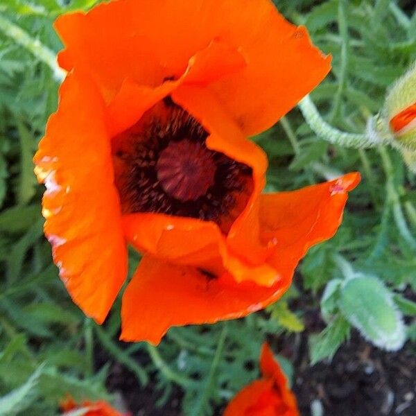 Papaver orientale Flor