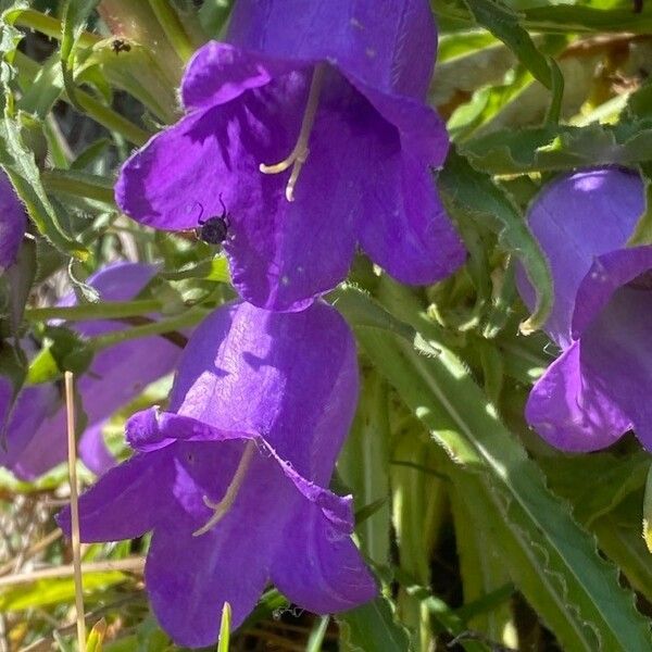 Campanula speciosa Flower