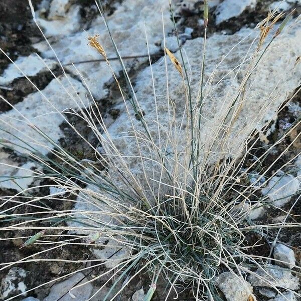 Dianthus austroiranicus Habitus