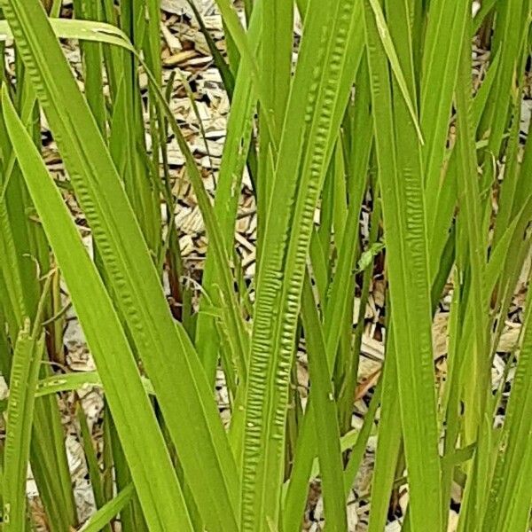 Acorus calamus Лист