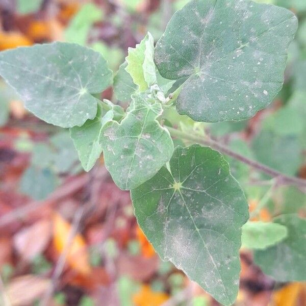 Abutilon indicum ഇല