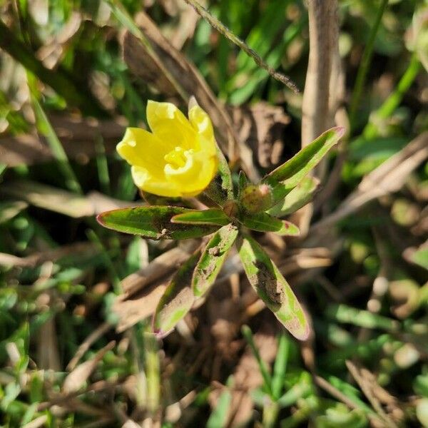 Ludwigia adscendens Fiore