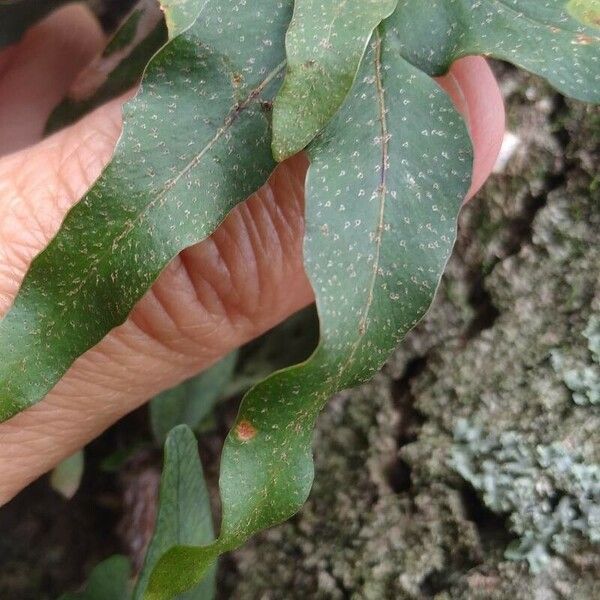Pleopeltis macrocarpa Liść
