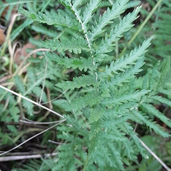 Tanacetum vulgare Φύλλο