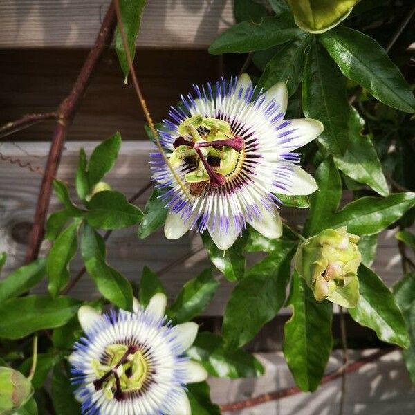 Passiflora caerulea Цвят