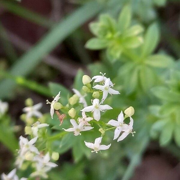 Galium album 花