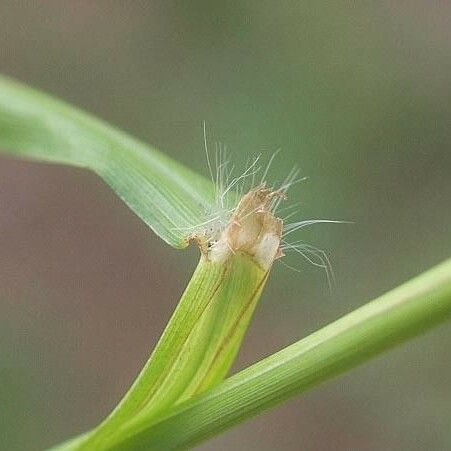 Paspalum urvillei Escorça