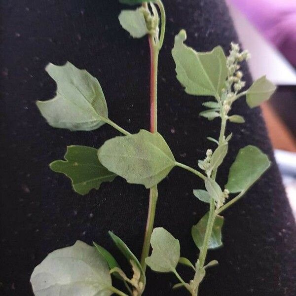 Chenopodium berlandieri Blatt