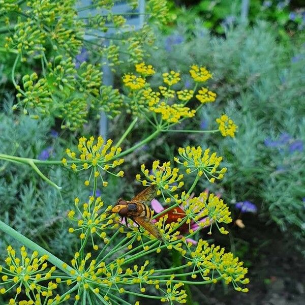 Foeniculum vulgare Květ