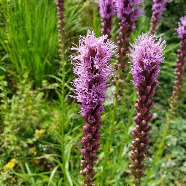 Liatris pycnostachya 花