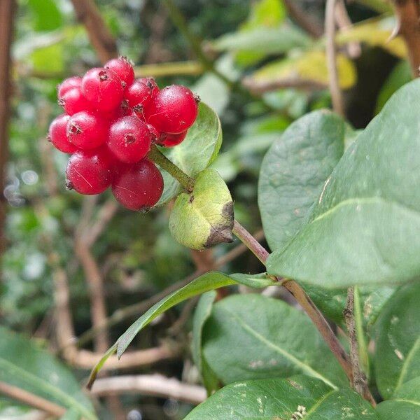 Lonicera periclymenum Frukto