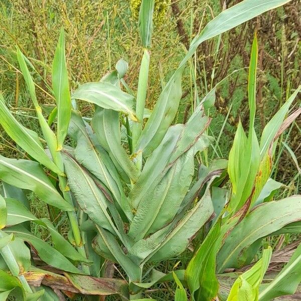 Sorghum bicolor Hábito