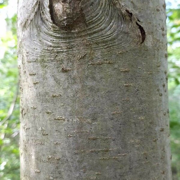 Sorbus aucuparia Corteccia